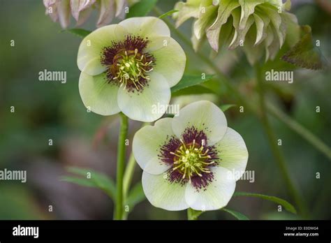 hazel hellebore leaks|HazelHellebore